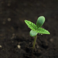 Close-up of a small green seedling emerging from dark soil, with tiny water droplets on its leaves. The background is blurred, emphasizing the fresh, vibrant growth of the plant. Start with a plan and watch it grow into something remarkable. CA Norml